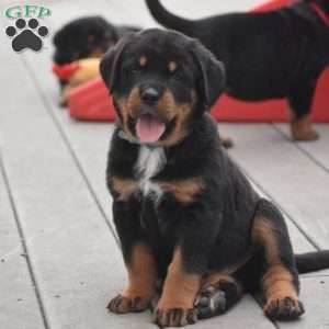 Atlas, Bernese Mountain Dog Mix Puppy